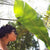 
          
            Tall Tree, Deep Roots: Jamaica Bound
          
        